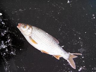 Что хорошего произошло за день?-img_20141206_110328.jpg