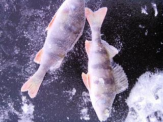 Что хорошего произошло за день?-img_20141206_110400.jpg
