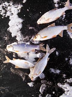 Что хорошего произошло за день?-img_20141206_141637.jpg