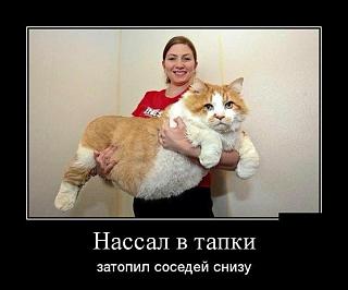 Повышатель настроения-f24769.jpg