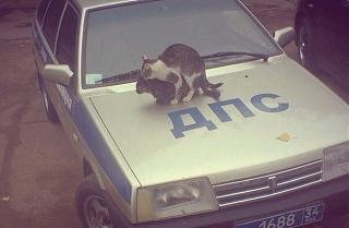 Повышатель настроения-o5oqnmqofp0.jpg