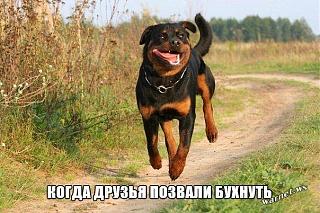 Повышатель настроения-fid-57424.jpg