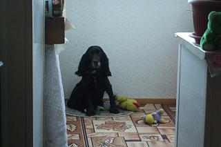 Братья наши меньшие-2011_0205-001-.jpg