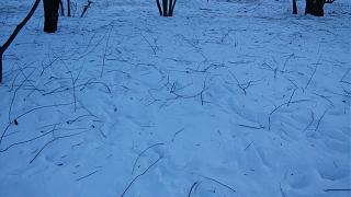 Ну и погодка!-20150216_082232.jpg