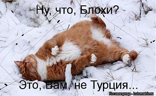 Повышатель настроения-post-74151-1424414816.jpg