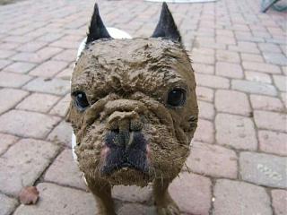 Братья наши меньшие-pics-0039.jpg