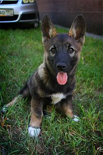 Ищу хозяина...-mmm-img_8527-copy.jpg