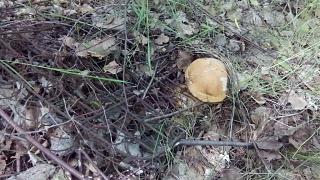 Братья наши меньшие-img_20150613_114657.jpg