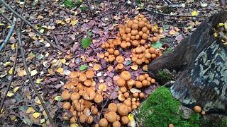 ДАЧА-p_20151002_100222.jpg