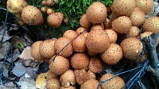 ДАЧА-p_20151002_100230.jpg