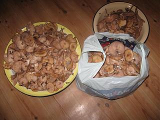 ДАЧА-img_1183.jpg