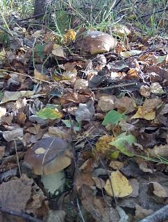 ДАЧА-kopiya-img_20151003_122947.jpg