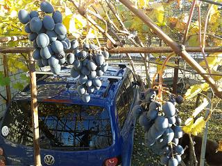 ДАЧА-foto-0696.jpg