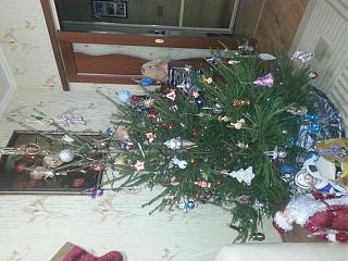 Новогодняя елка-20151228_190041.jpg