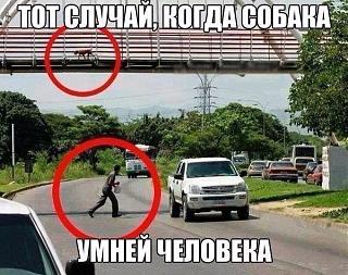 Всегда ли прав пешеход?-za5safkirfe.jpg