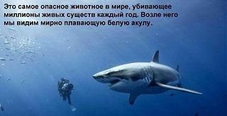 Братья наши меньшие-12717754_1685487418403735_3746541525848378136_n.jpg