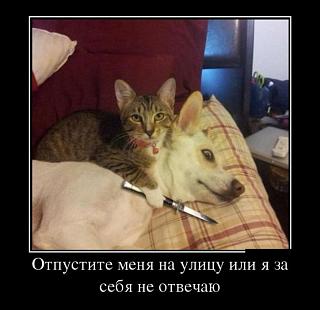 Повышатель настроения-15.jpg