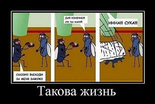 Повышатель настроения-muha.jpg