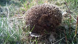 Что хорошего произошло за день?-img_20160423_161202.jpg
