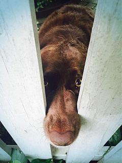 Братья наши меньшие-uploadfromtaptalk1467830364098.jpg