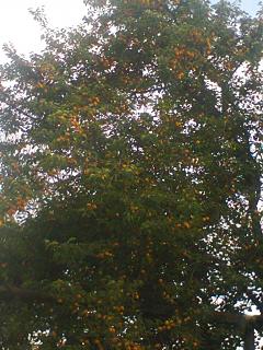 ДАЧА-foto0703.jpg