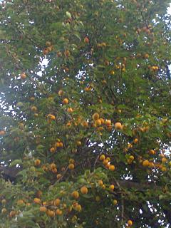 ДАЧА-foto0704.jpg