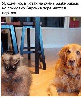 Повышатель настроения-uploadfromtaptalk1468576296766.jpg