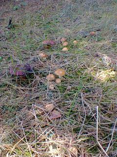 Что хорошего произошло за день?-foto0458.jpg