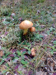 Что хорошего произошло за день?-foto0459.jpg