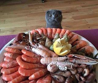 Братья наши меньшие-13935174_1075481132534964_6661548053873308277_n.jpg