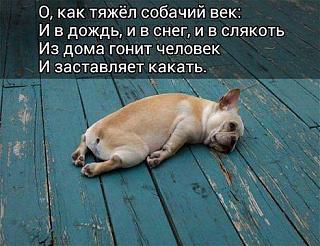 Братья наши меньшие-7ecyqasipny.jpg
