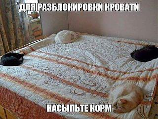 Повышатель настроения-uploadfromtaptalk1471193415210.jpg