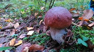 Что хорошего произошло за день?-dsc_1640.jpg