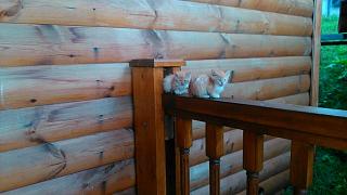 Что хорошего произошло за день?-dsc_1403.jpg