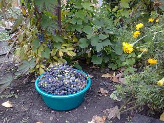 ДАЧА-foto0733.jpg
