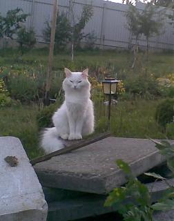 Братья наши меньшие-izobrazhenie-104.jpg