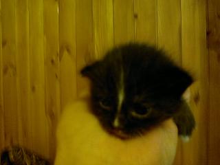 Братья наши меньшие-22112011009.jpg
