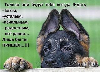 Братья наши меньшие-image-6-.jpg