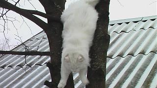 Братья наши меньшие-imga0396.jpg