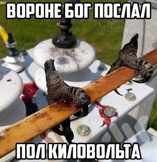 Черный юмор. Или не юмор.-img_0510.jpg