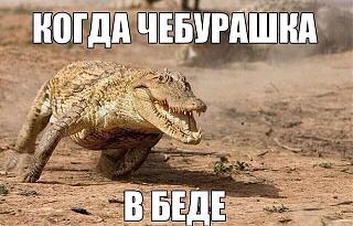 Братья наши меньшие-img_0248.jpg