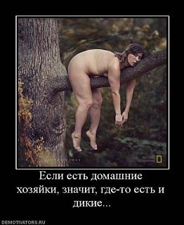 Повышатель настроения-dikie-hozyaiki.jpg