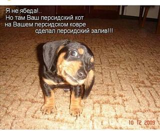 Повышатель настроения-19149122_1376926719051789_4042281744321783436_n.jpg