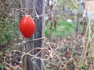 ДАЧА-20171026_171221.jpg