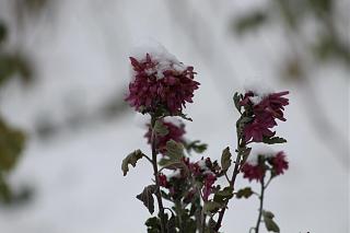 ДАЧА-img_6526.jpg