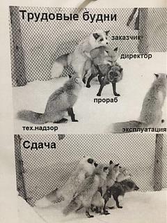 Повышатель настроения-img_20171202_002711_785.jpg