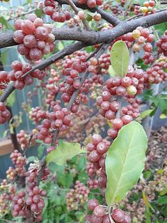 ДАЧА-20171109_161759-1.jpg