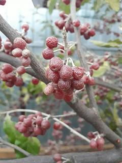 ДАЧА-20171204_165454-1.jpg