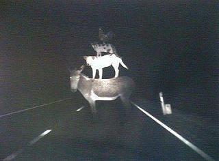 Братья наши меньшие-17523465_1862630070657469_1294442616573990068_n.jpg