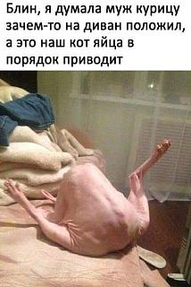 Братья наши меньшие-27752297_545325812519243_1204779837606021798_n.jpg